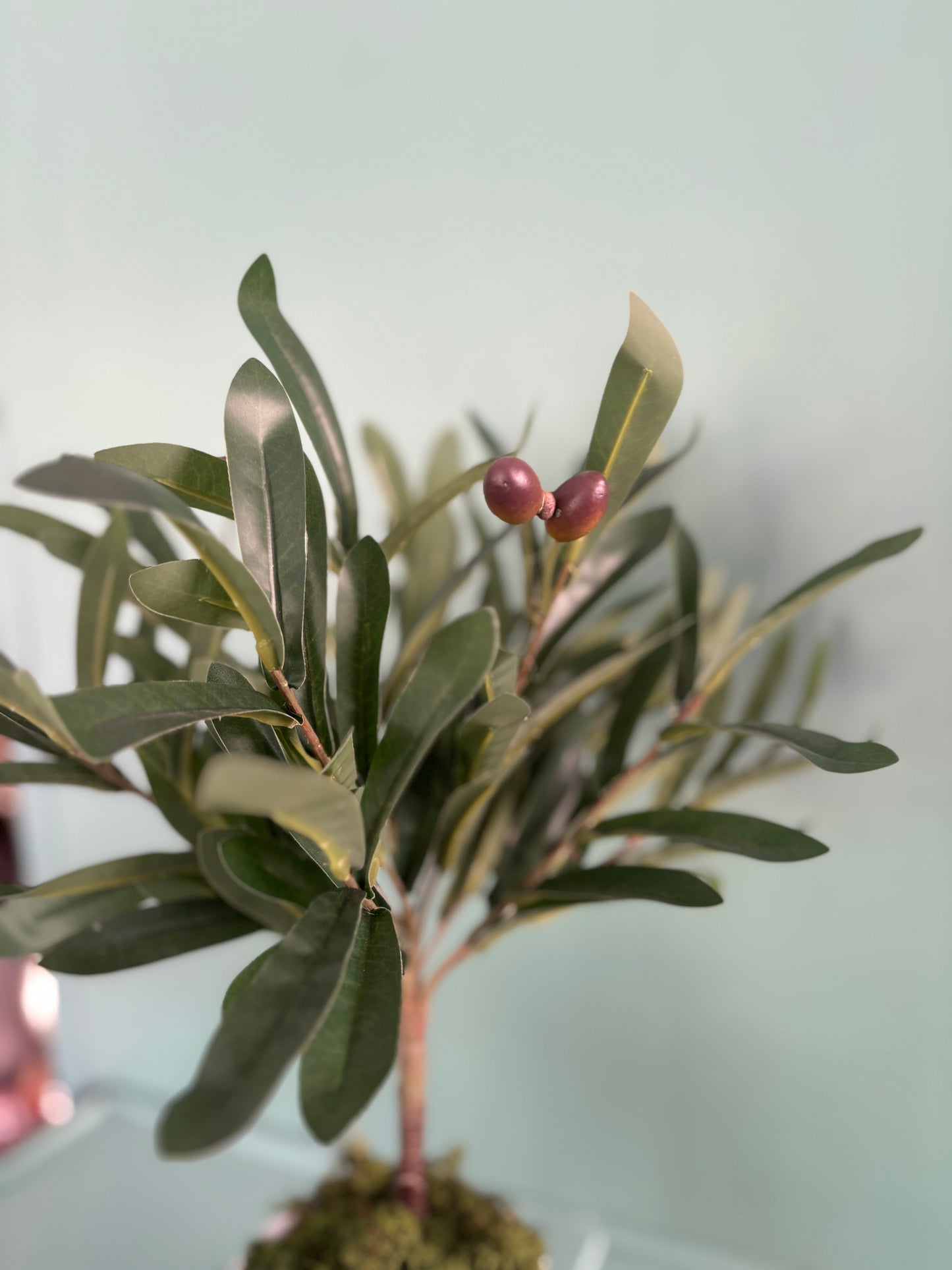 Olive tree