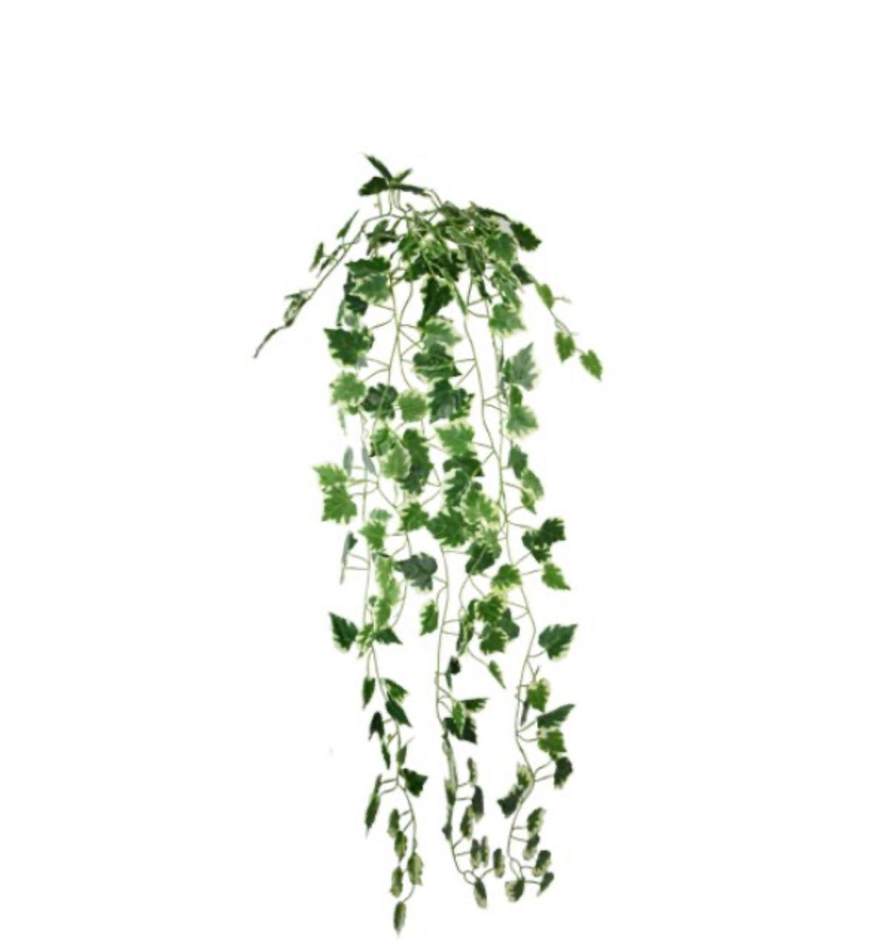 Ivy