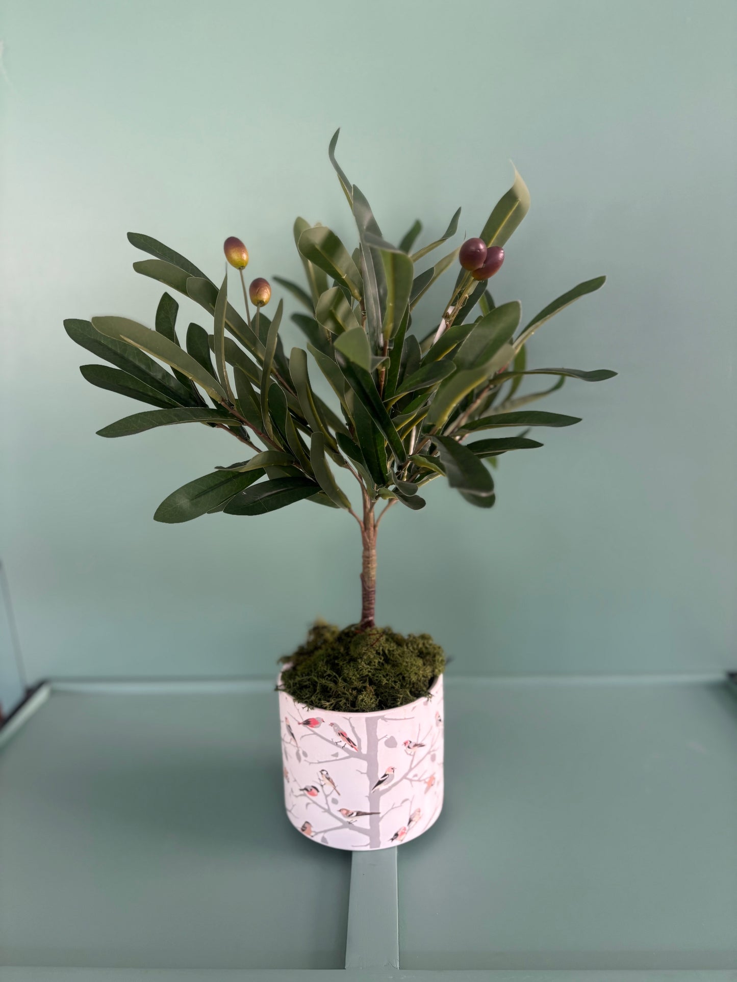 Olive tree