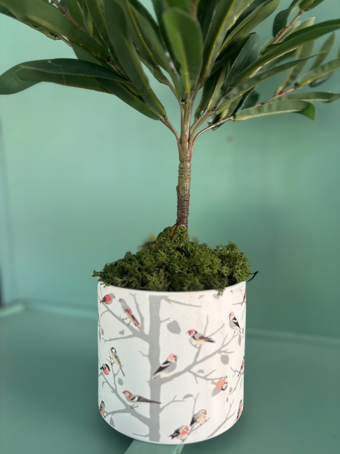 Olive tree